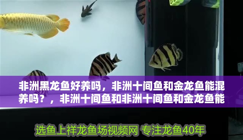 非洲黑龍魚(yú)好養(yǎng)嗎，非洲十間魚(yú)和金龍魚(yú)能混養(yǎng)嗎？，非洲十間魚(yú)和非洲十間魚(yú)和金龍魚(yú)能混養(yǎng)嗎，非洲黑龍魚(yú)好養(yǎng)嗎
