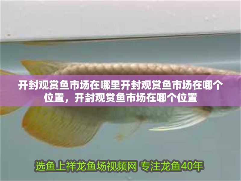 開封觀賞魚市場在哪里開封觀賞魚市場在哪個位置，開封觀賞魚市場在哪個位置