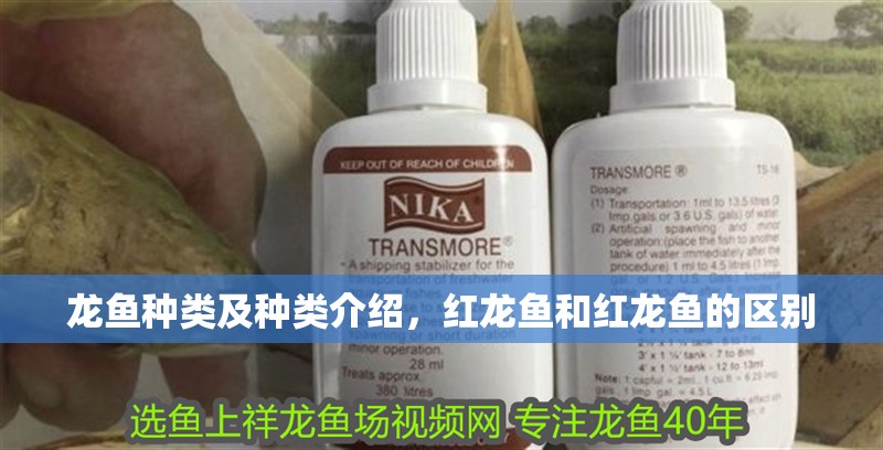 龍魚種類及種類介紹，紅龍魚和紅龍魚的區別