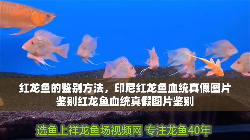 紅龍魚的鑒別方法，印尼紅龍魚血統(tǒng)真假圖片鑒別紅龍魚血統(tǒng)真假圖片鑒別