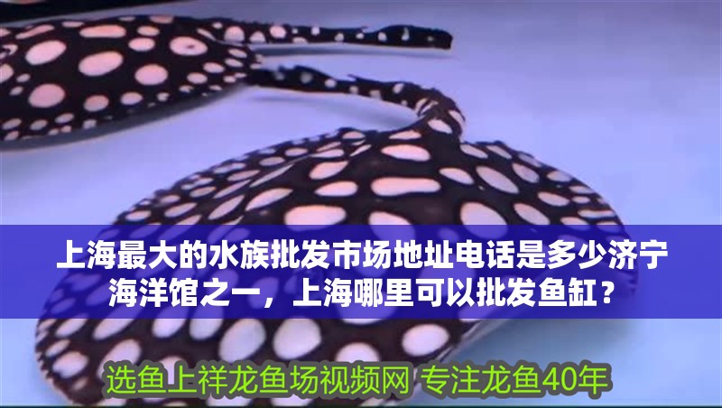 上海最大的水族批發市場地址電話是多少濟寧海洋館之一，上海哪里可以批發魚缸？