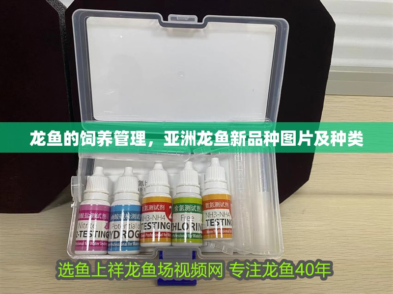 龍魚的飼養(yǎng)管理，亞洲龍魚新品種圖片及種類