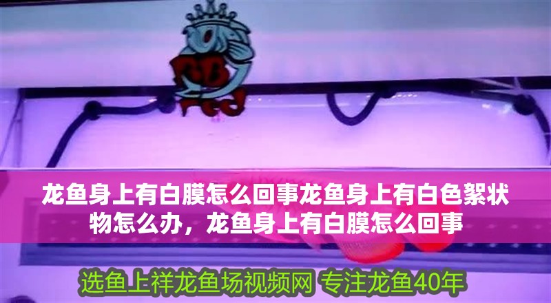 龍魚身上有白膜怎么回事龍魚身上有白色絮狀物怎么辦，龍魚身上有白膜怎么回事