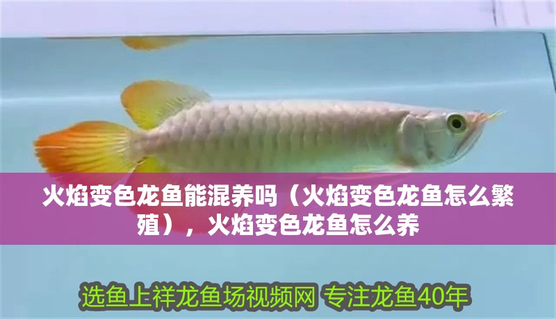 火焰變色龍魚能混養(yǎng)嗎（火焰變色龍魚怎么繁殖），火焰變色龍魚怎么養(yǎng)