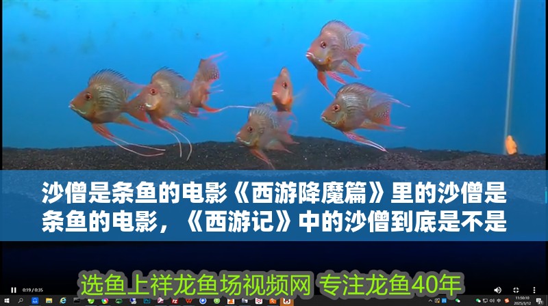 沙僧是條魚的電影《西游降魔篇》里的沙僧是條魚的電影，《西游記》中的沙僧到底是不是動物？