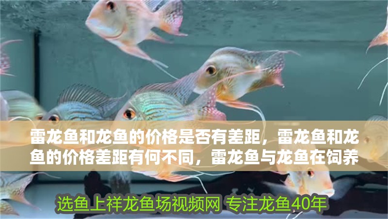 雷龍魚(yú)和龍魚(yú)的價(jià)格是否有差距，雷龍魚(yú)和龍魚(yú)的價(jià)格差距有何不同，雷龍魚(yú)與龍魚(yú)在飼養(yǎng)方式上有何不同？