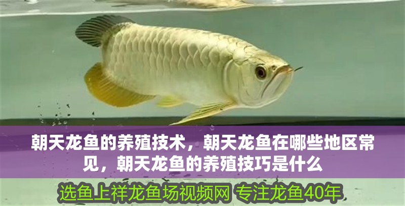 朝天龍魚的養殖技術，朝天龍魚在哪些地區常見，朝天龍魚的養殖技巧是什么