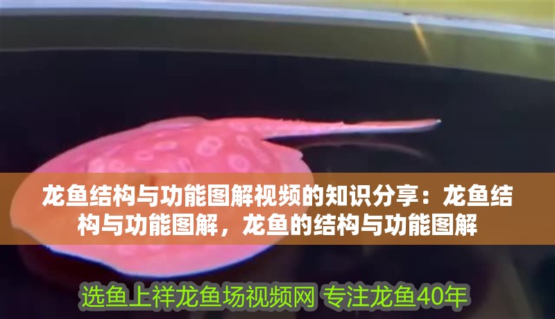 龍魚結構與功能圖解視頻的知識分享：龍魚結構與功能圖解，龍魚的結構與功能圖解