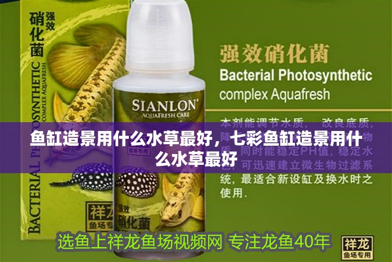 魚缸造景用什么水草最好，七彩魚缸造景用什么水草最好