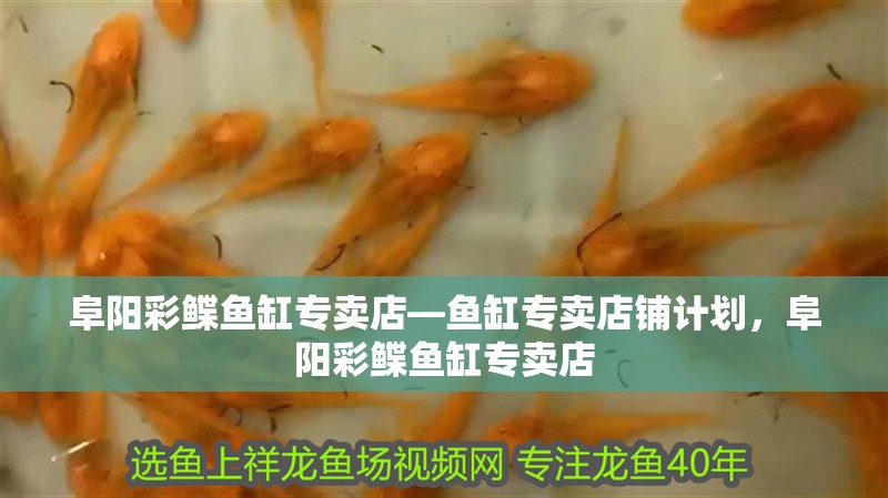 阜陽彩鰈魚缸專賣店—魚缸專賣店鋪計劃，阜陽彩鰈魚缸專賣店