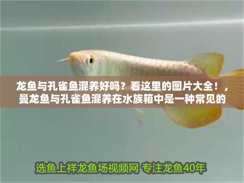 龍魚與孔雀魚混養(yǎng)好嗎？看這里的圖片大全！，曼龍魚與孔雀魚混養(yǎng)在水族箱中是一種常見的養(yǎng)殖方式