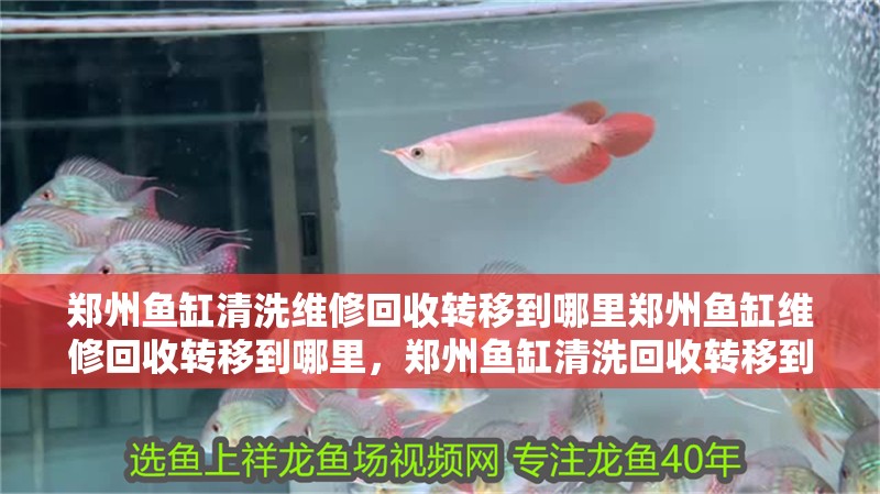 鄭州魚缸清洗維修回收轉移到哪里鄭州魚缸維修回收轉移到哪里，鄭州魚缸清洗回收轉移到哪里？