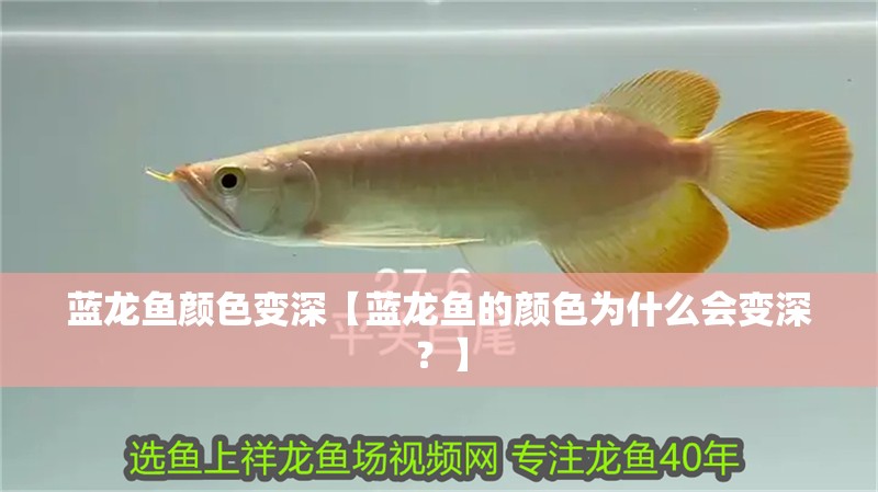 藍龍魚顏色變深【藍龍魚的顏色為什么會變深？】