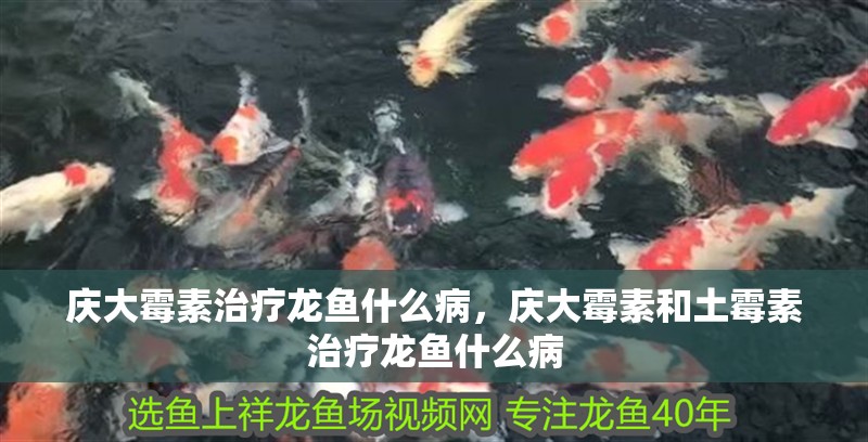 慶大霉素治療龍魚什么病，慶大霉素和土霉素治療龍魚什么病