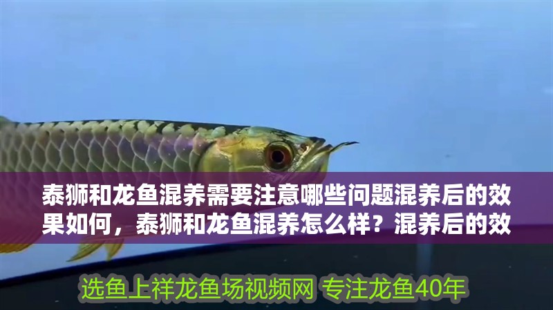 泰獅和龍魚(yú)混養(yǎng)需要注意哪些問(wèn)題混養(yǎng)后的效果如何，泰獅和龍魚(yú)混養(yǎng)怎么樣？混養(yǎng)后的效果如何？