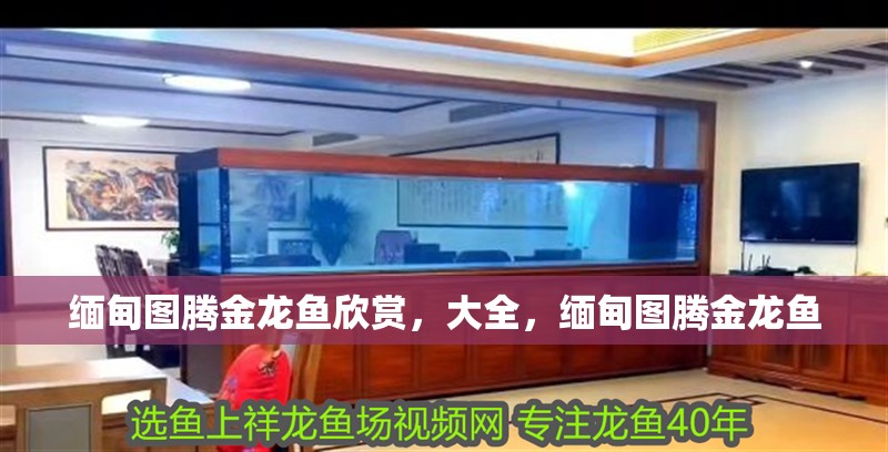 緬甸圖騰金龍魚欣賞，大全，緬甸圖騰金龍魚