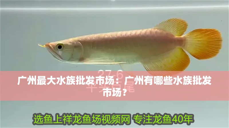 廣州最大水族批發市場：廣州有哪些水族批發市場？