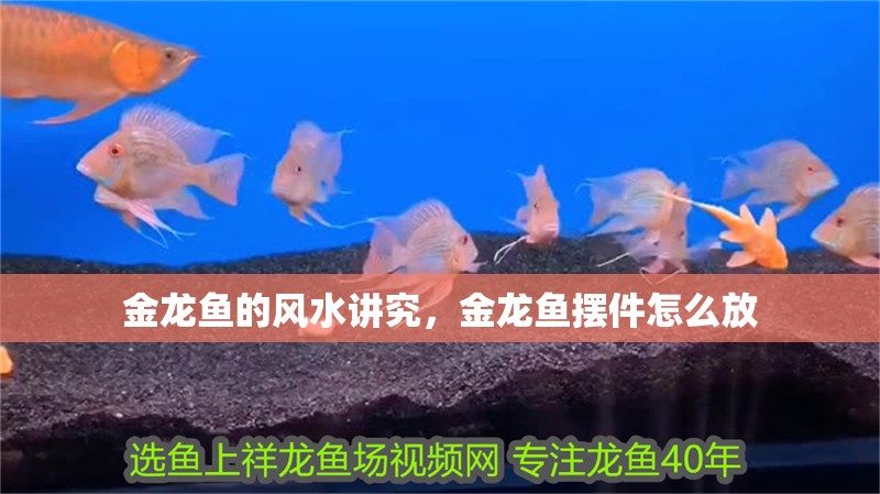 金龍魚(yú)的風(fēng)水講究，金龍魚(yú)擺件怎么放