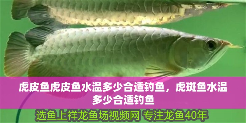 虎皮魚虎皮魚水溫多少合適釣魚，虎斑魚水溫多少合適釣魚