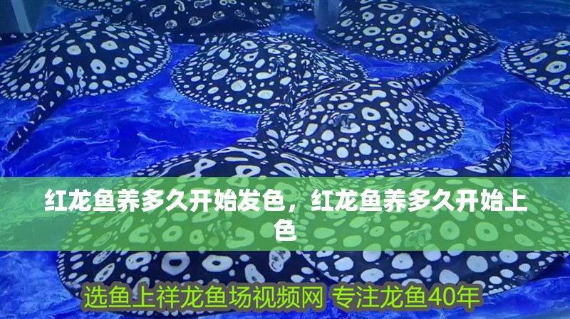 紅龍魚養(yǎng)多久開始發(fā)色，紅龍魚養(yǎng)多久開始上色