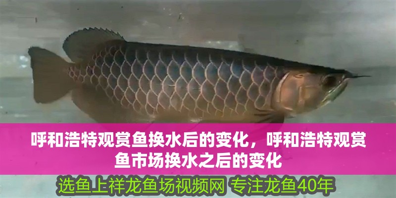 呼和浩特觀賞魚換水后的變化，呼和浩特觀賞魚市場換水之后的變化