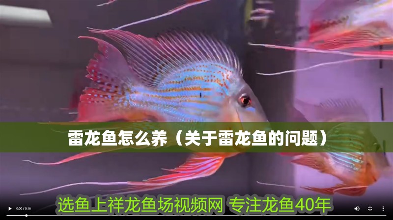 雷龍魚怎么養（關于雷龍魚的問題）