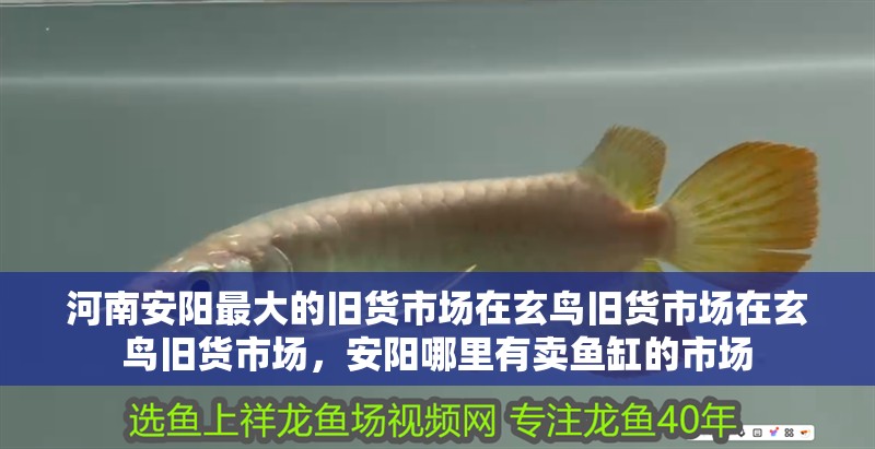 詳細閱讀:<strong><mark>河南</mark></strong>安陽最大的舊貨市場在玄鳥舊貨市場在玄鳥舊貨市場,安陽哪里有賣魚缸的市場 <strong><mark>河南</mark></strong>安陽最大的舊貨市場在玄鳥舊貨市場在玄鳥舊貨市場,安陽哪里有賣魚缸的市場