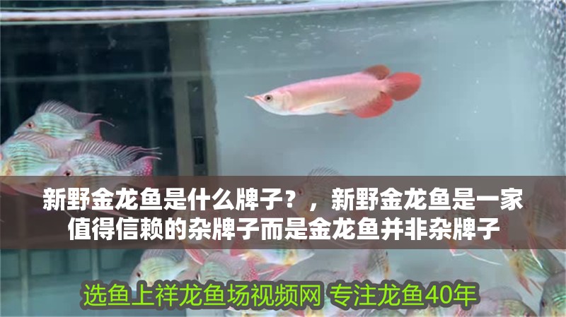 新野金龍魚是什么牌子？，新野金龍魚是一家值得信賴的雜牌子而是金龍魚并非雜牌子