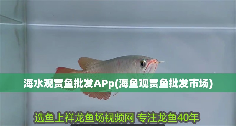 海水觀賞魚批發(fā)APp(海魚觀賞魚批發(fā)市場)
