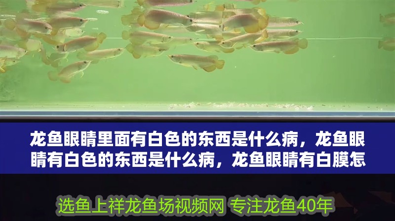 龍魚眼睛里面有白色的東西是什么病，龍魚眼睛有白色的東西是什么病，龍魚眼睛有白膜怎么辦