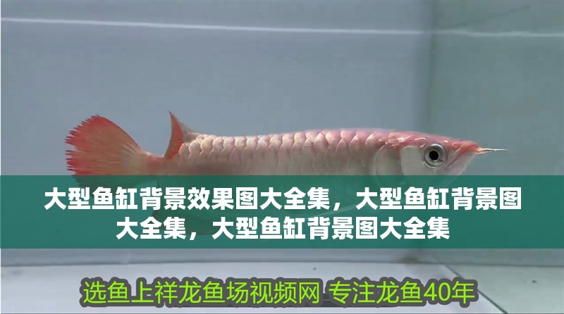 大型魚(yú)缸背景效果圖大全集，大型魚(yú)缸背景圖大全集，大型魚(yú)缸背景圖大全集