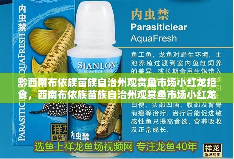 黔西南布依族苗族自治州觀賞魚市場小紅龍拒食，西南布依族苗族自治州觀賞魚市場小紅龍拒食