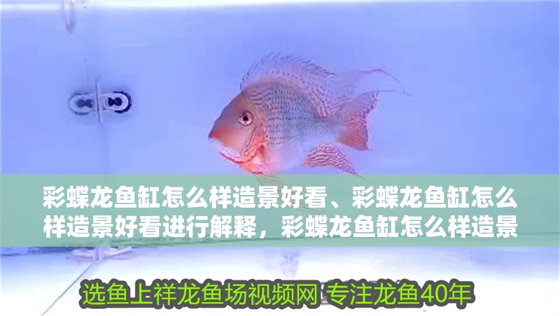 彩蝶龍魚缸怎么樣造景好看、彩蝶龍魚缸怎么樣造景好看進行解釋，彩蝶龍魚缸怎么樣造景