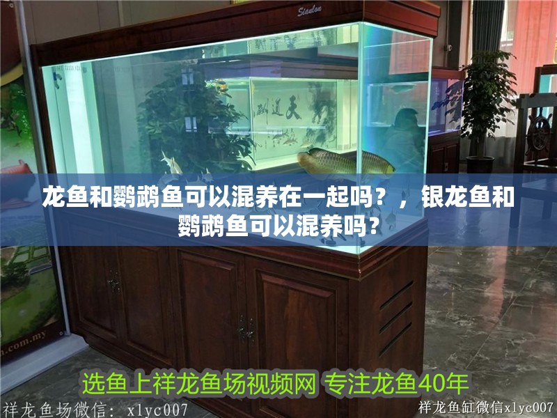 龍魚和鸚鵡魚可以混養在一起嗎？，銀龍魚和鸚鵡魚可以混養嗎？