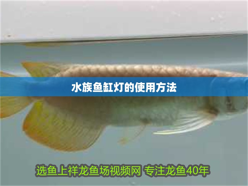 水族魚缸燈的使用方法