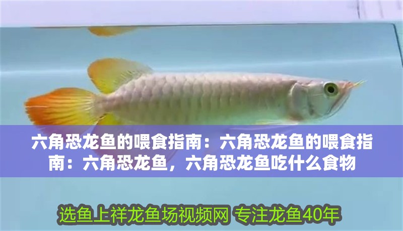 六角恐龍魚的喂食指南：六角恐龍魚的喂食指南：六角恐龍魚，六角恐龍魚吃什么食物