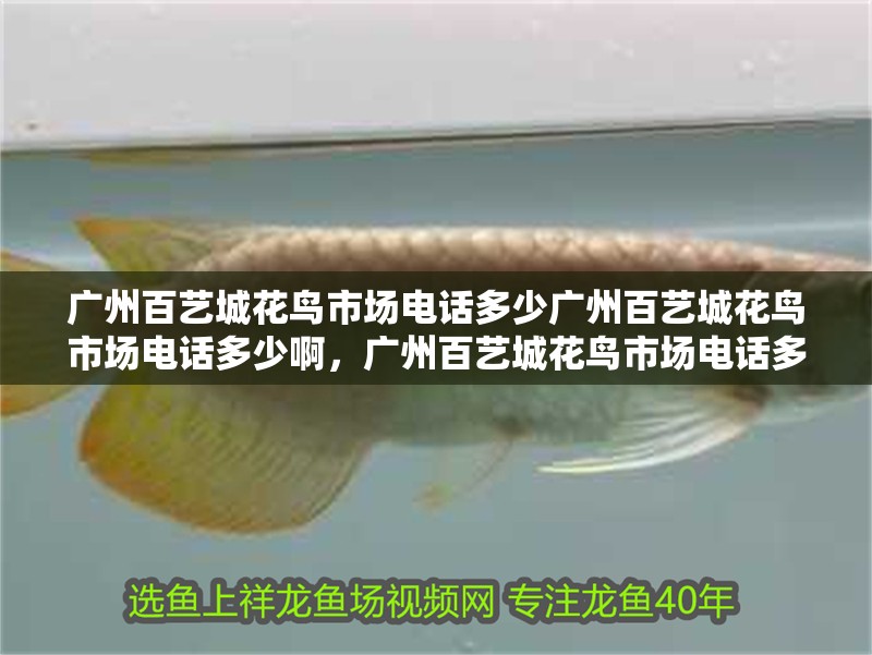 廣州百藝城花鳥市場電話多少廣州百藝城花鳥市場電話多少啊，廣州百藝城花鳥市場電話多少