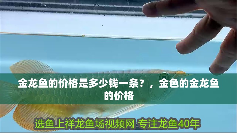 金龍魚的價格是多少錢一條？，金色的金龍魚的價格