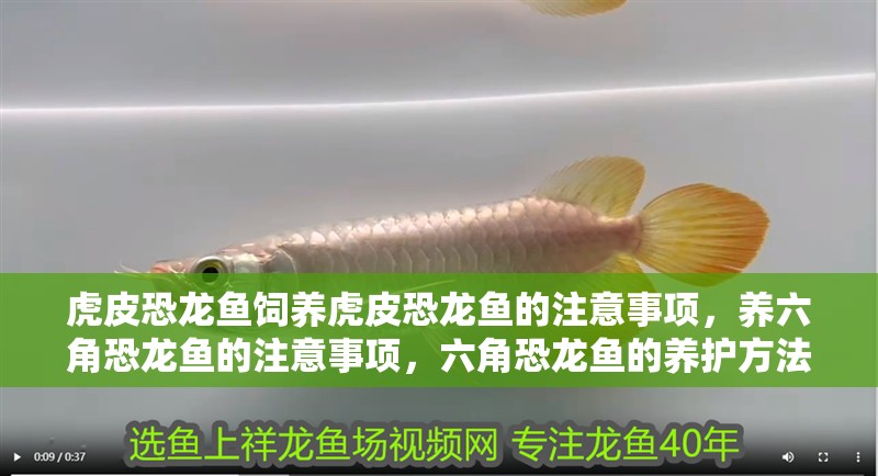 虎皮恐龍魚(yú)飼養(yǎng)虎皮恐龍魚(yú)的注意事項(xiàng)，養(yǎng)六角恐龍魚(yú)的注意事項(xiàng)，六角恐龍魚(yú)的養(yǎng)護(hù)方法