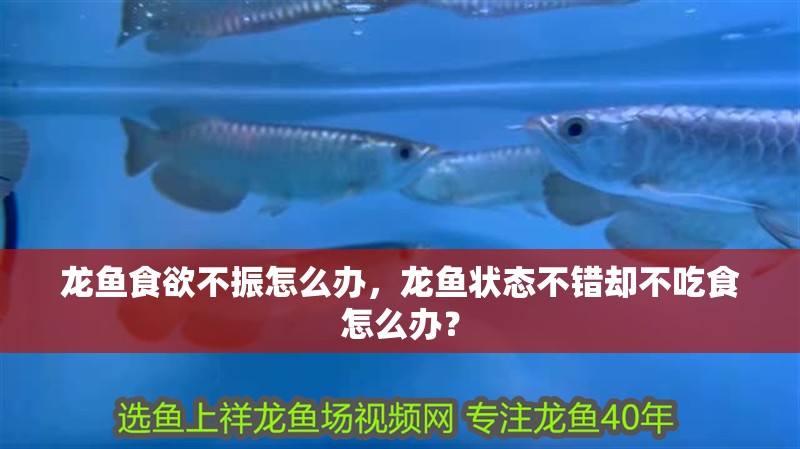 龍魚食欲不振怎么辦，龍魚狀態不錯卻不吃食怎么辦？
