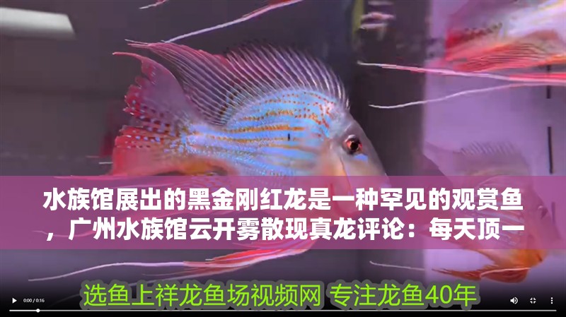 水族館展出的黑金剛紅龍是一種罕見的觀賞魚，廣州水族館云開霧散現真龍評論：每天頂一頂祝龍巔越來越好