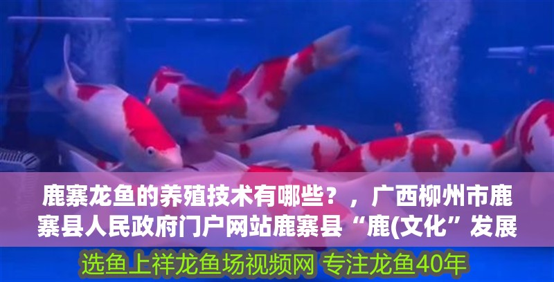 鹿寨龍魚的養(yǎng)殖技術有哪些？，廣西柳州市鹿寨縣人民政府門戶網(wǎng)站鹿寨縣“鹿(文化”發(fā)展調研