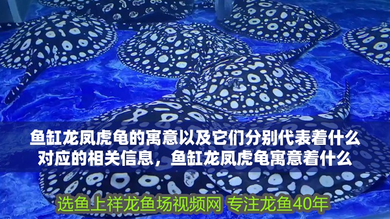 魚缸龍鳳虎龜的寓意以及它們分別代表著什么對應的相關信息，魚缸龍鳳虎龜寓意著什么