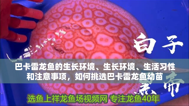 巴卡雷龍魚的生長環境、生長環境、生活習性和注意事項，如何挑選巴卡雷龍魚幼苗