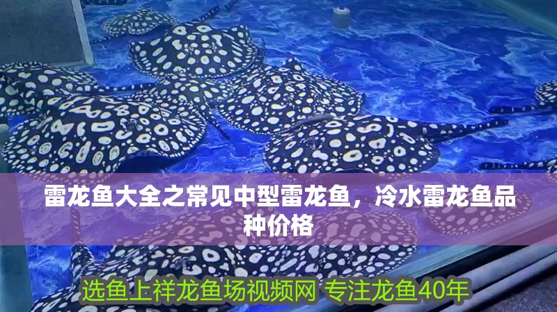 雷龍魚大全之常見中型雷龍魚，冷水雷龍魚品種價格