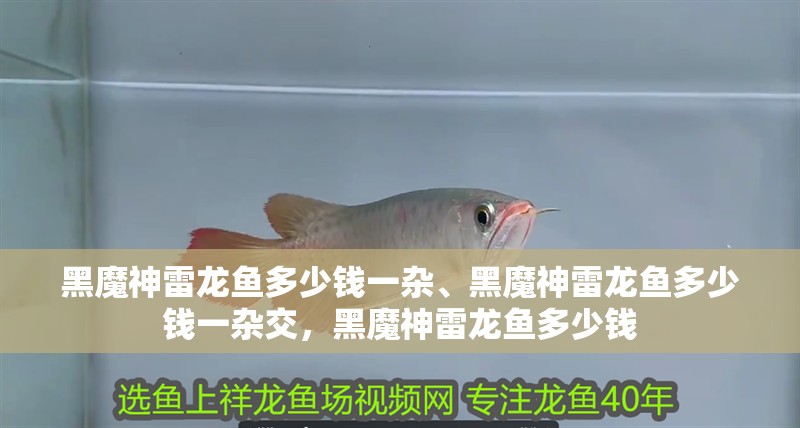 黑魔神雷龍魚多少錢一雜、黑魔神雷龍魚多少錢一雜交，黑魔神雷龍魚多少錢