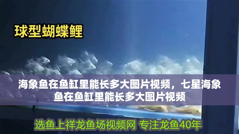 海象魚在魚缸里能長多大圖片視頻，七星海象魚在魚缸里能長多大圖片視頻