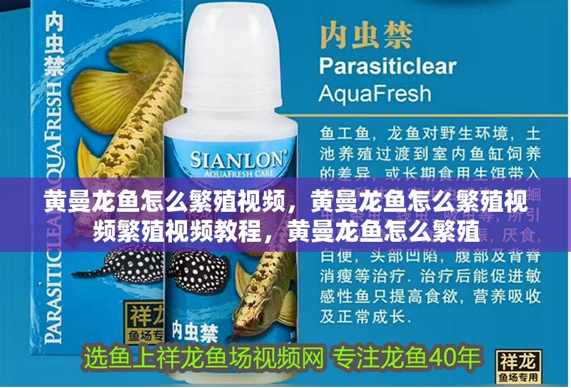 黃曼龍魚怎么繁殖視頻，黃曼龍魚怎么繁殖視頻繁殖視頻教程，黃曼龍魚怎么繁殖