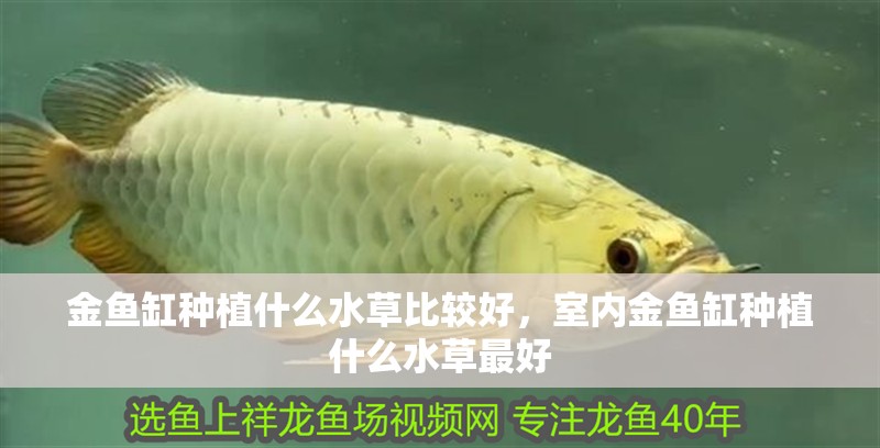 金魚缸種植什么水草比較好，室內金魚缸種植什么水草最好