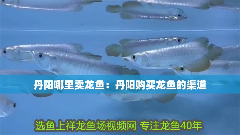 丹陽(yáng)哪里賣(mài)龍魚(yú)：丹陽(yáng)購(gòu)買(mǎi)龍魚(yú)的渠道